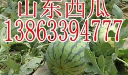 娱乐吃瓜酱重庆山东,揭秘重庆与山东的美食文化碰撞